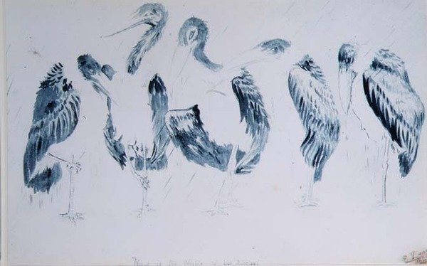Estudios de cigüeñas de Edward Lear