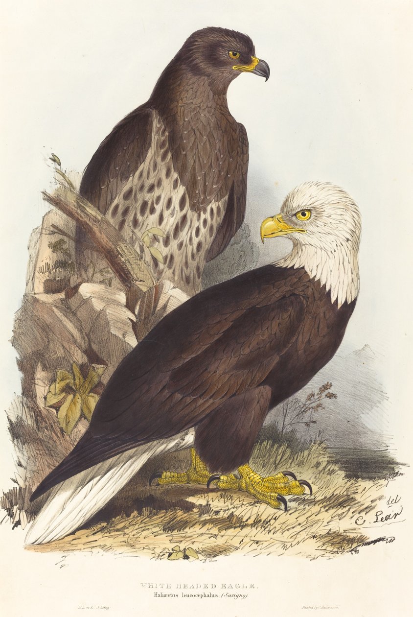Águila calva (Haliaetus leucocephalus) de Edward Lear