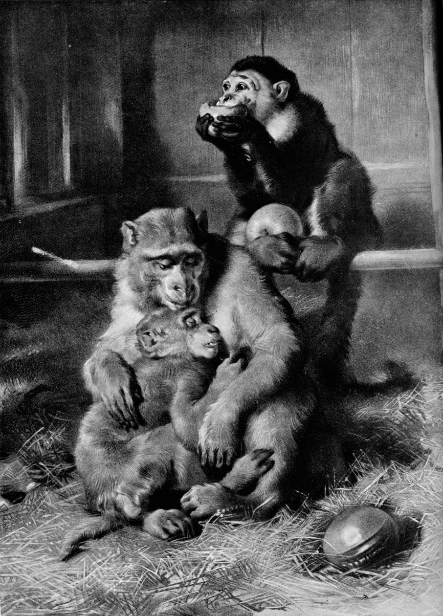 El mono enfermo, 1875, 1912 de Edwin Landseer
