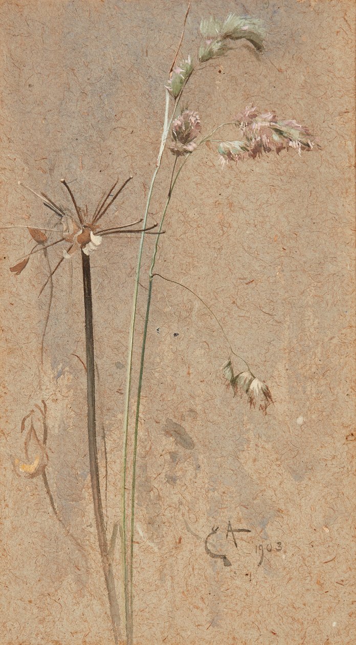 Hierba de Cocksfoot de Edwin John Alexander