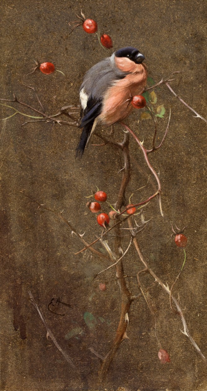 El Camachuelo de Edwin John Alexander