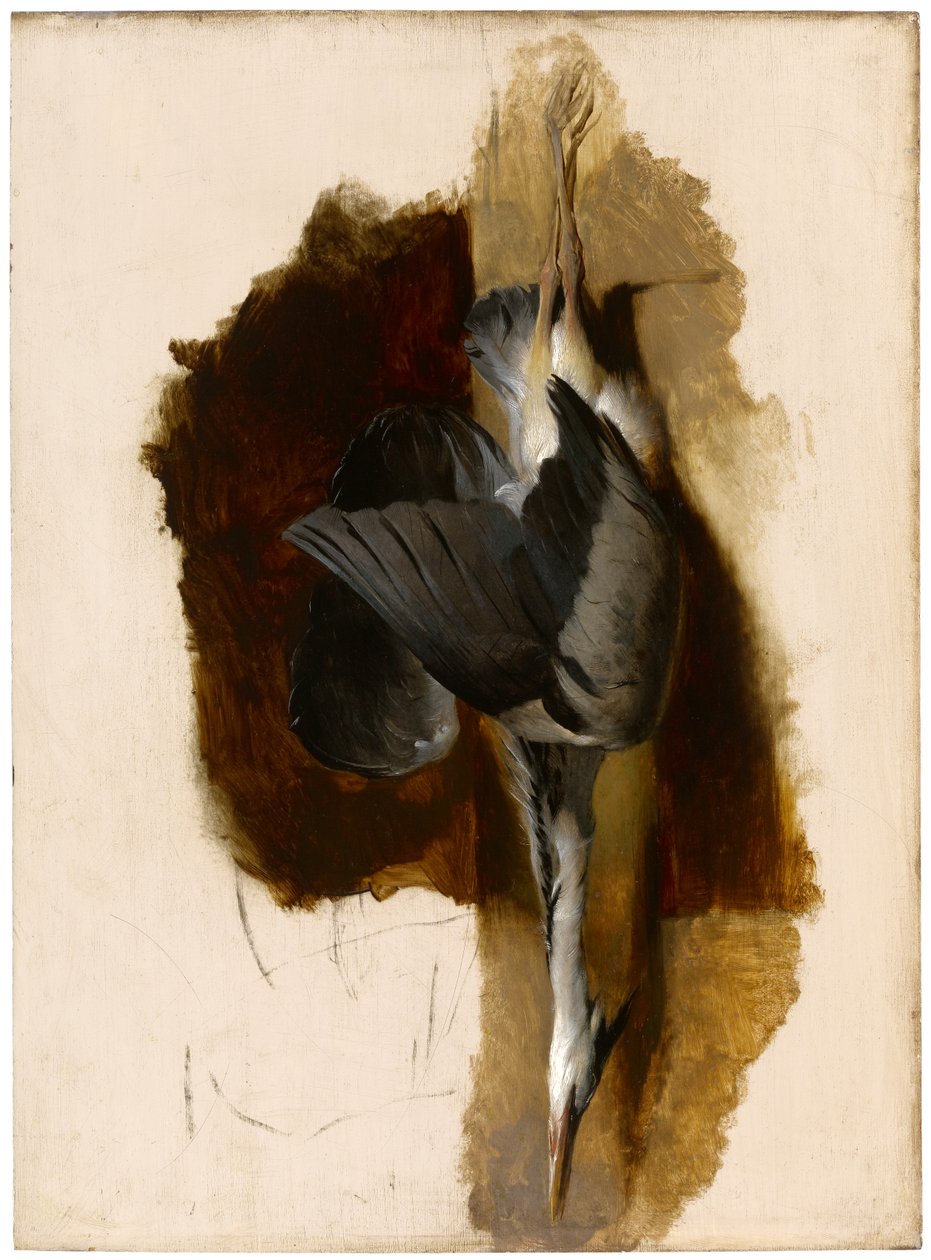 Estudio de una garza muerta, c.1832-33 de Edwin Landseer