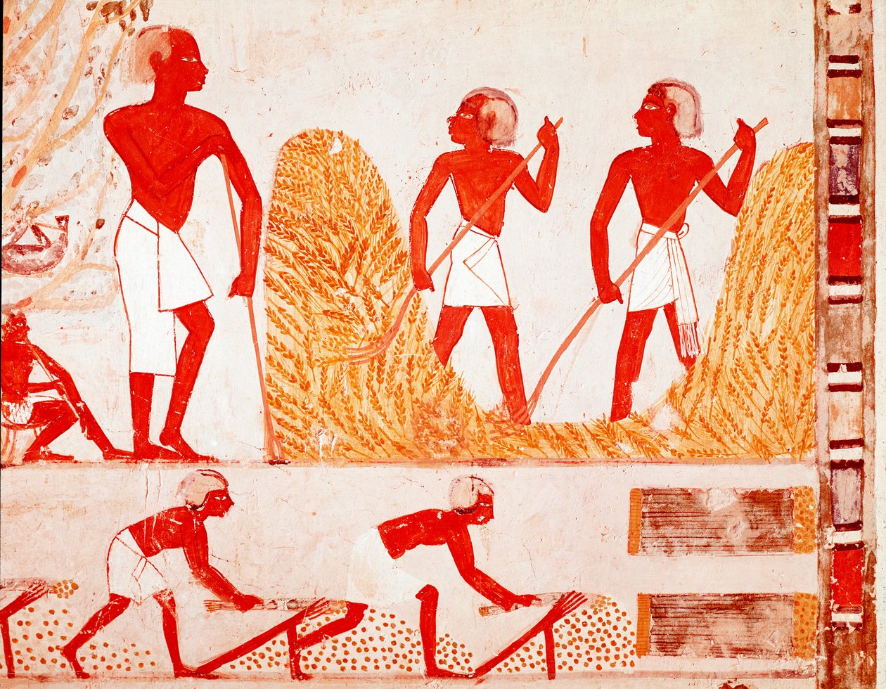 Escena de cosecha en el Antiguo Egipto (Fresco) de Egyptian Egyptian