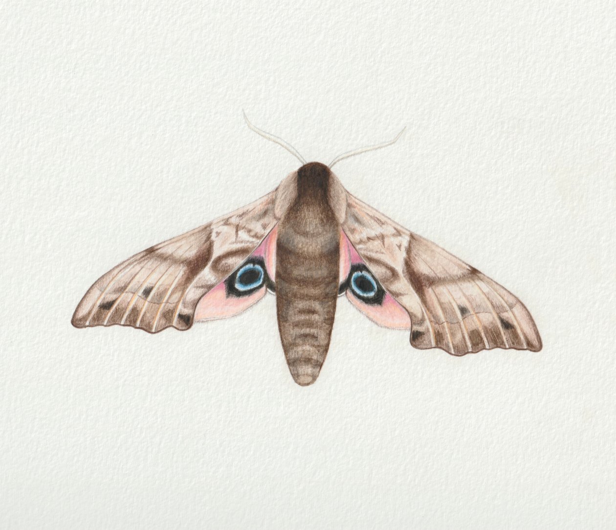 Polilla halcón de ojos, 2023 (acuarela) de Eleanor Grafton