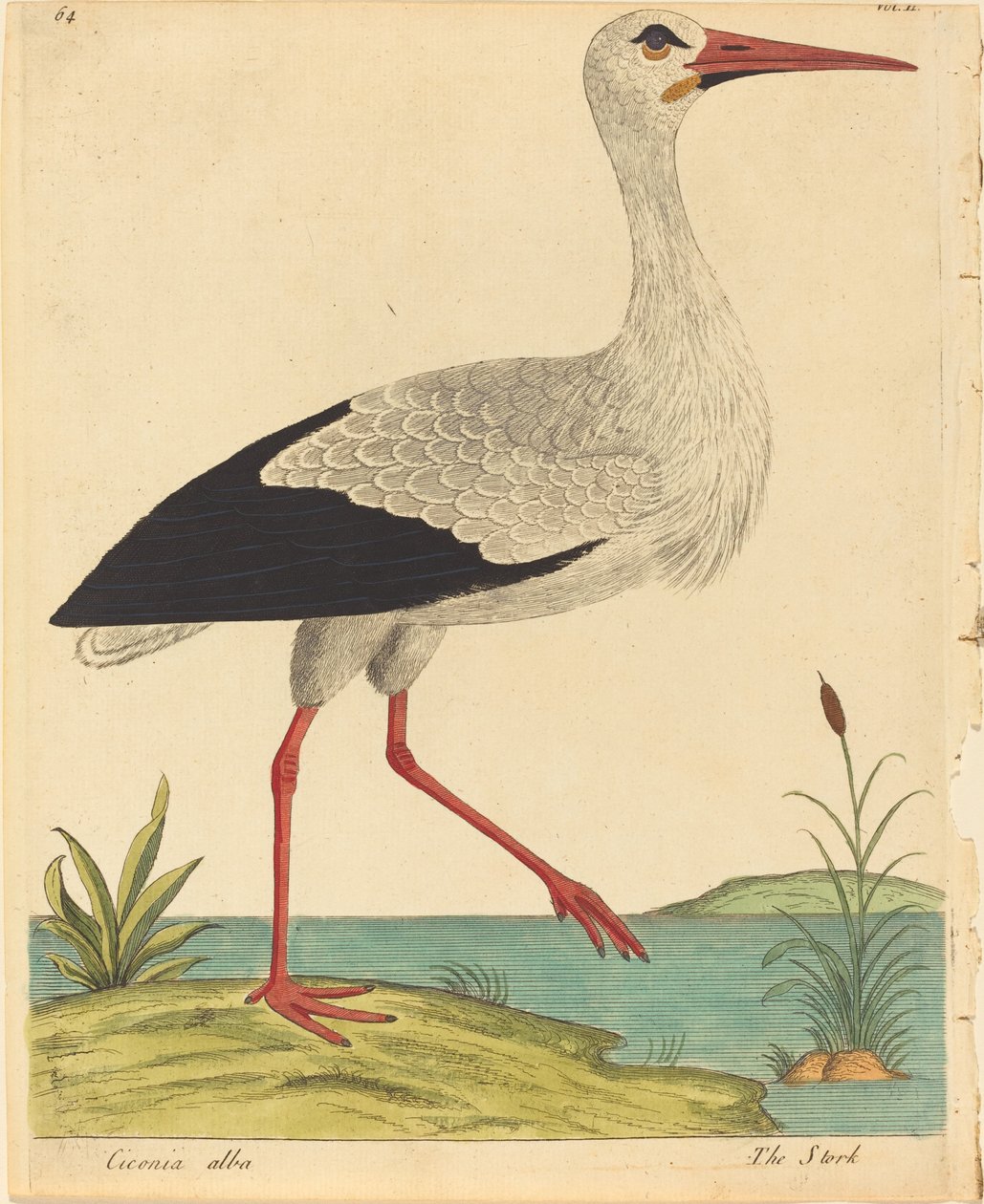 La cigüeña Ciconia Alba de Eleazar Albin