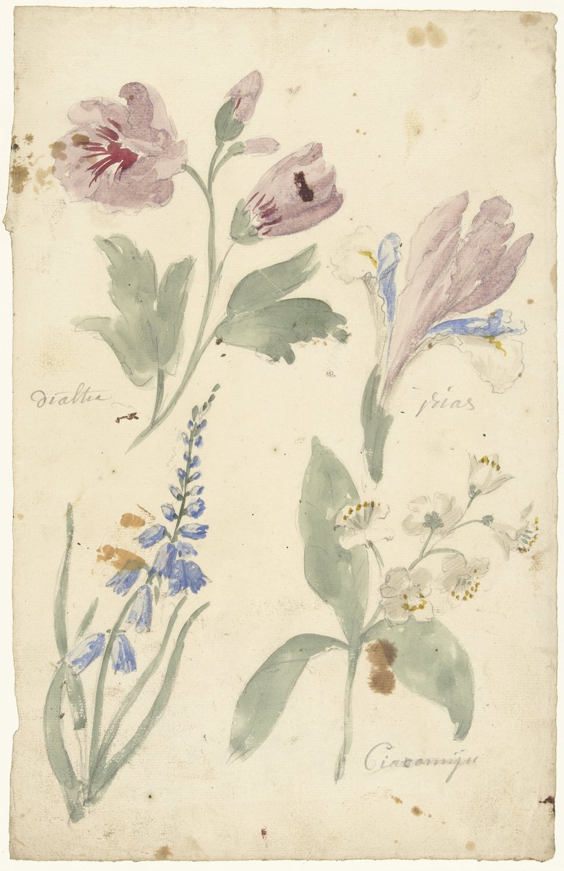 Estudios de flores, incluyendo un iris de Elias van Nijmegen