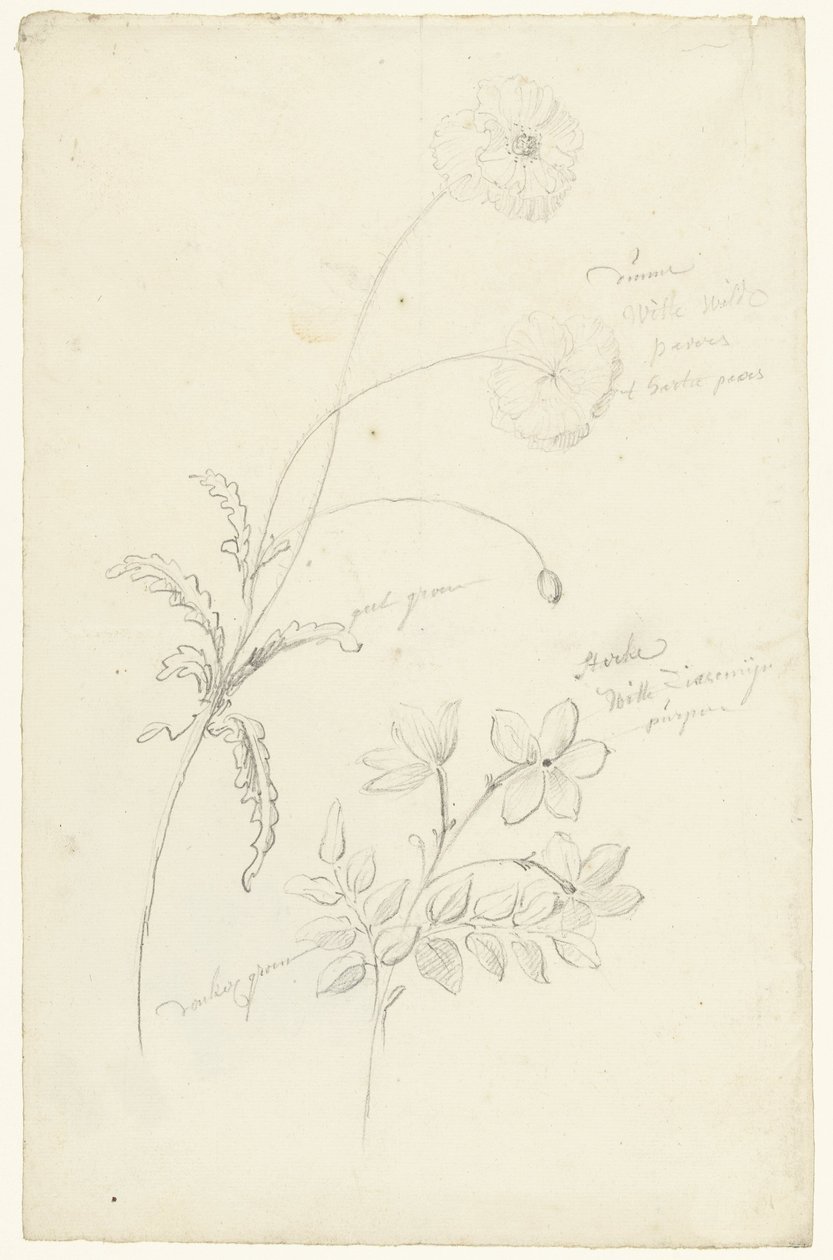 Estudios de amapola y jazmín de Elias van Nijmegen