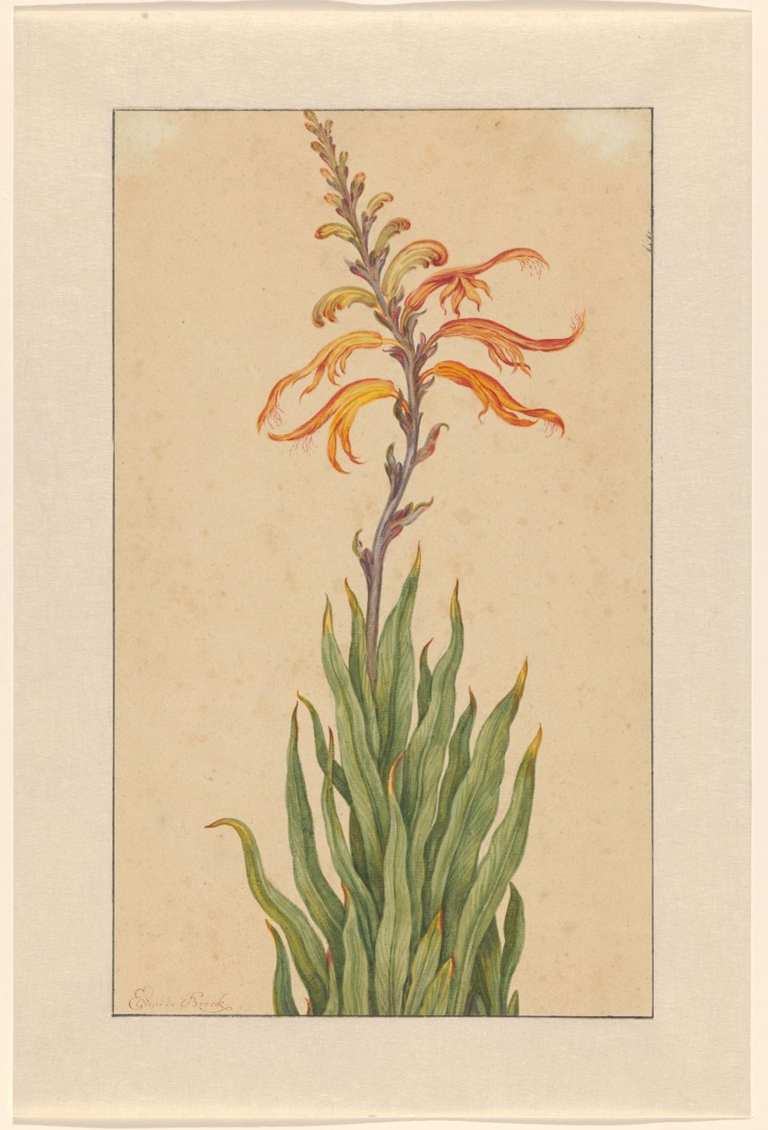 Crocosmia (Montbretia) de Elias van den Broeck (signed by artist)