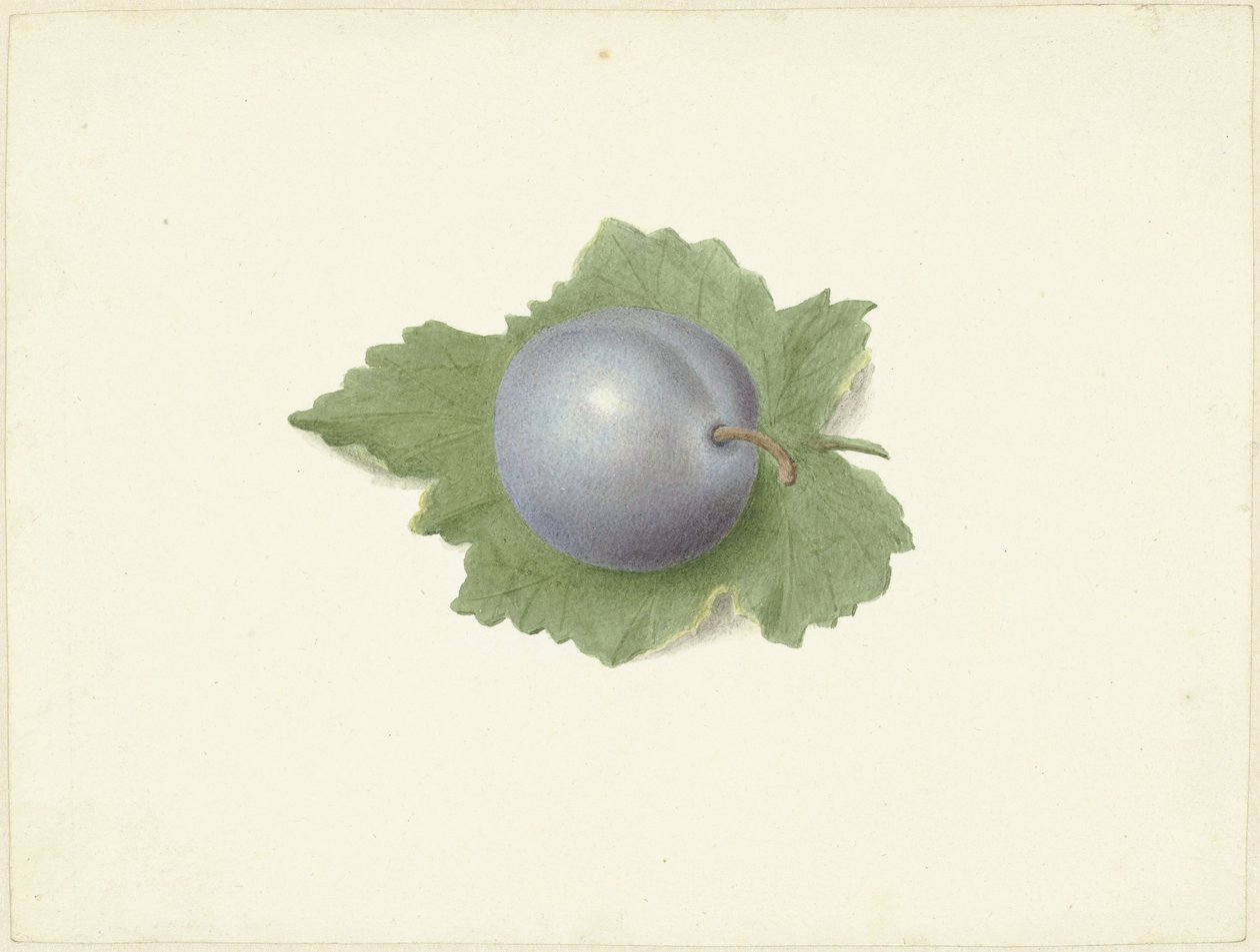 Ciruela en una hoja de Elisabeth Geertruida van de Kasteele