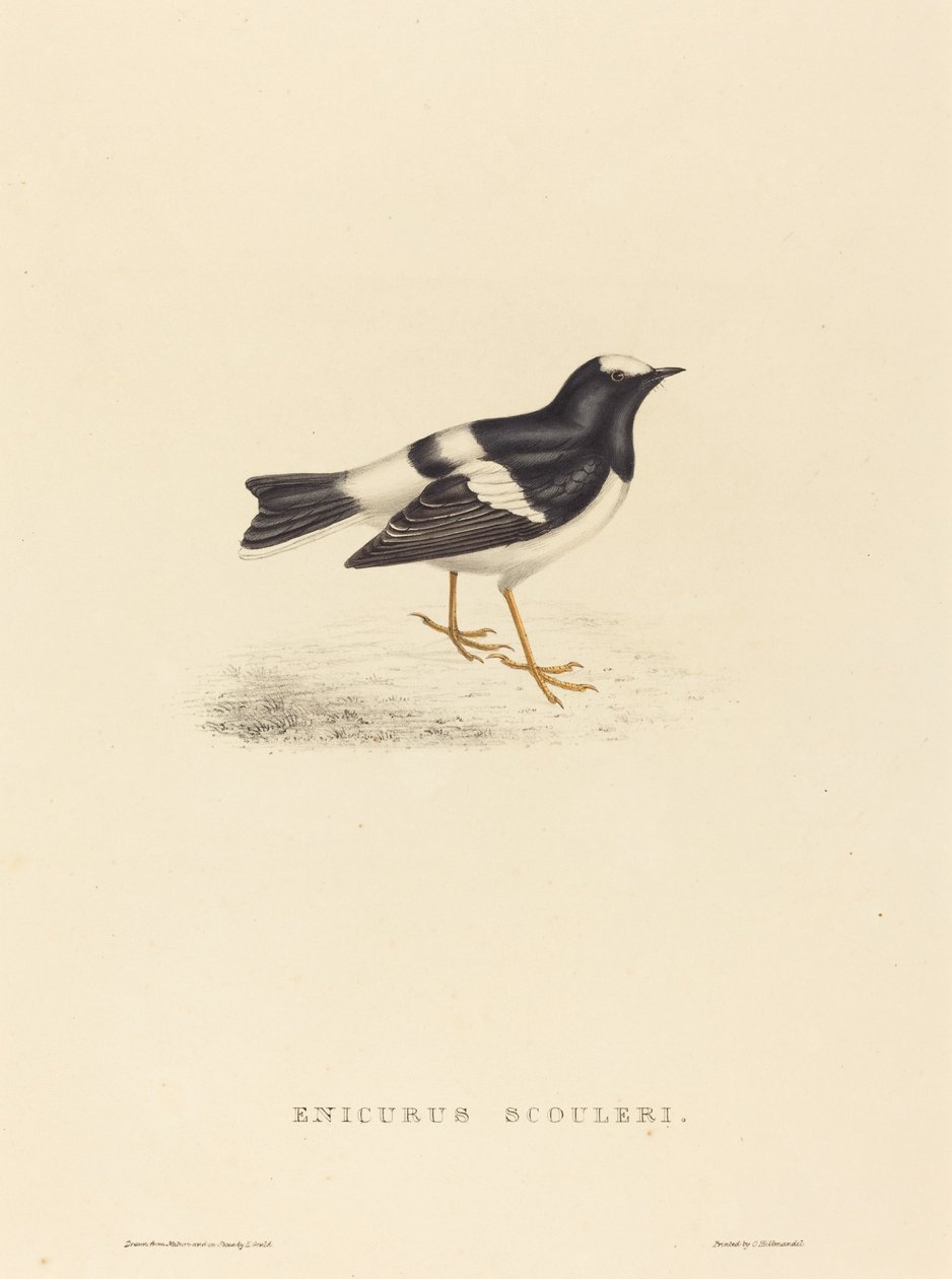 Enicurus Scouleri (Colita pequeña) de Elizabeth Gould