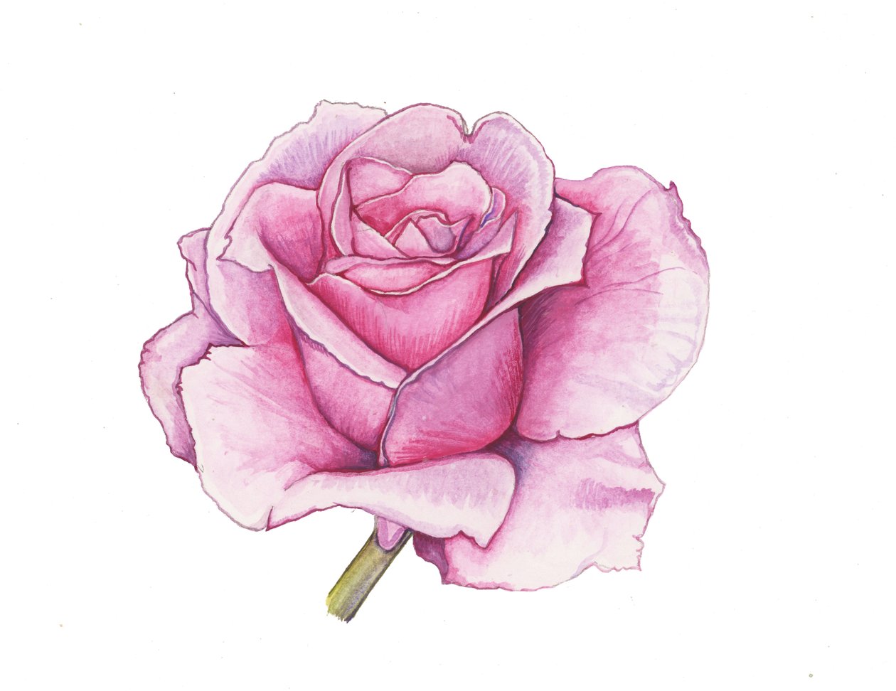 Rosa rosa, 2012 (acuarela) de Elizabeth Rider