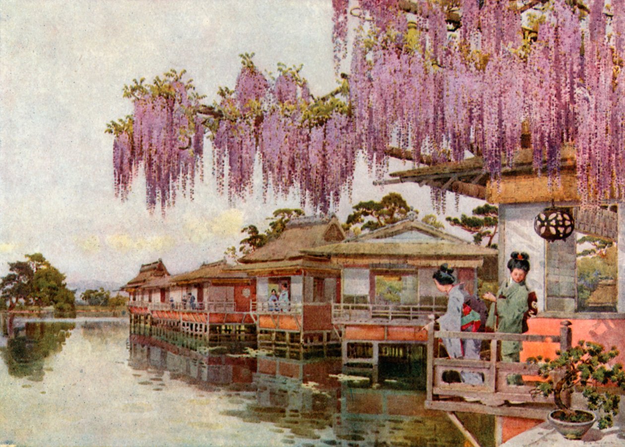 Wistaria, Nagaoka (litografía en color) de Ella Du Cane