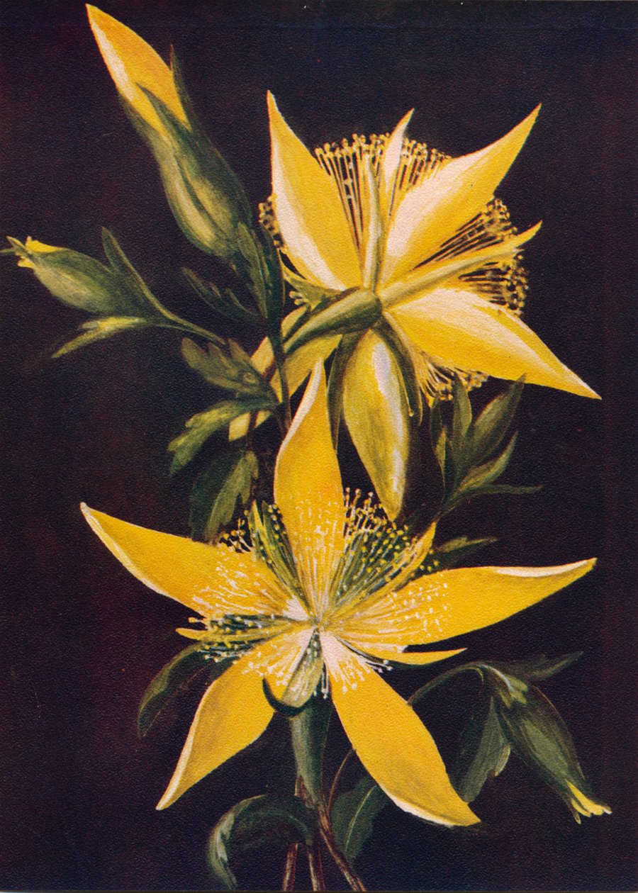 Estrella ardiente, c. 1915 de Emma Graham Clock