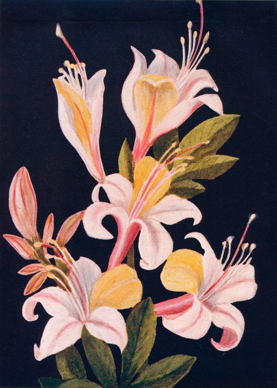 Azalea de California, c. 1915 de Emma Graham Clock