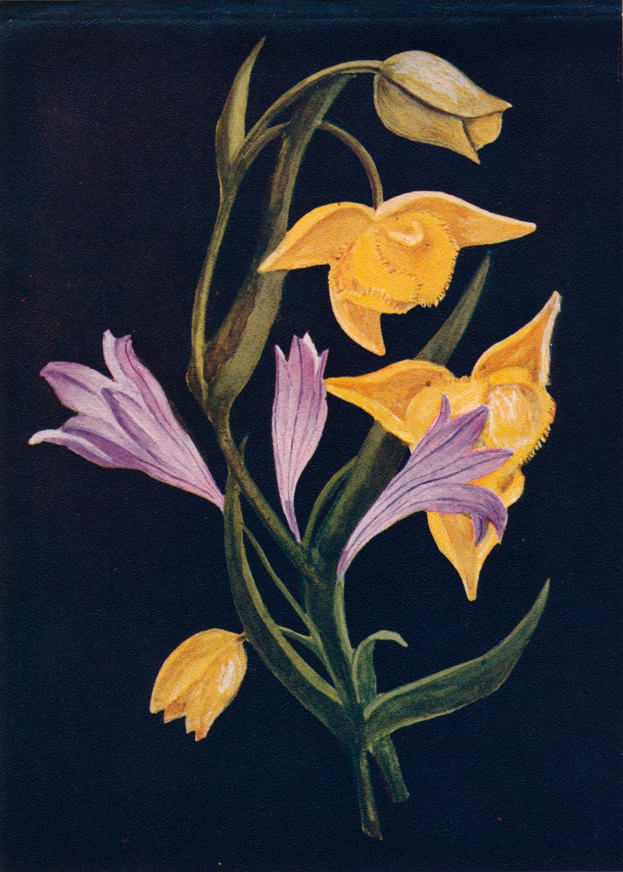 Linterna de Diógenes y Brodiaea de la cosecha de Emma Graham Clock