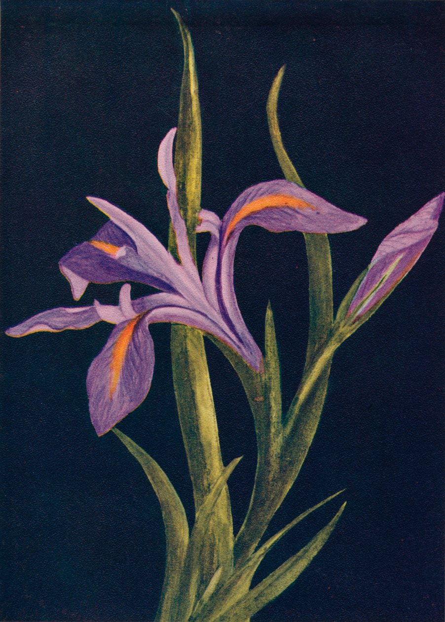 Iris terrestre, c. 1915 de Emma Graham Clock