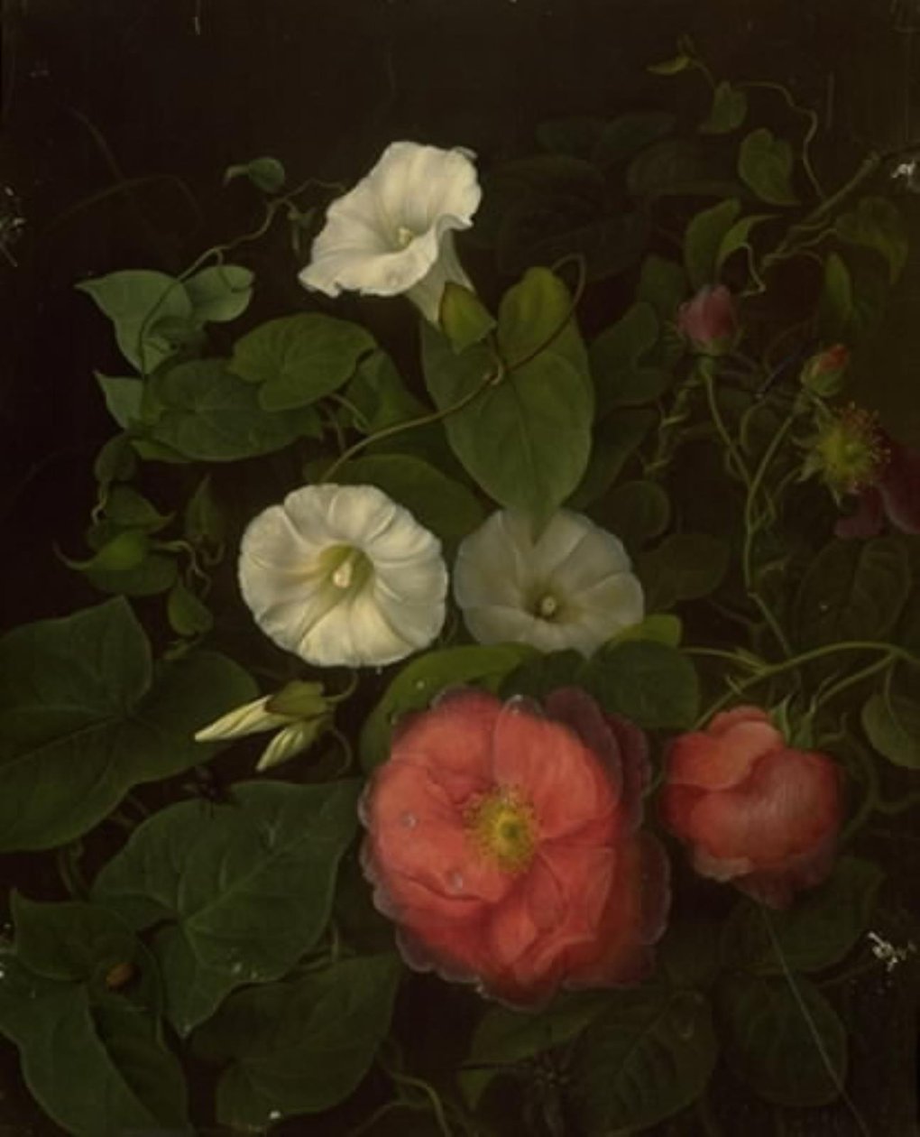 Rosas y epomenea de Emma Thomsen