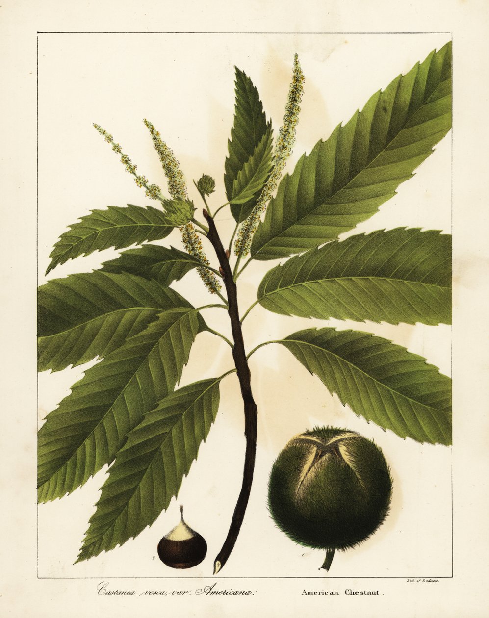 Castaño americano, Castanea dentata Castanea vesca var de Endicott Endicott