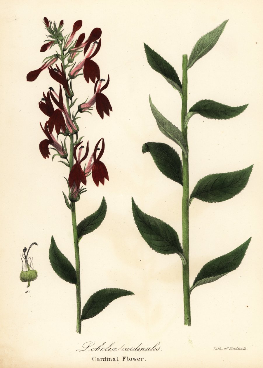 Flor del cardenal, Lobelia cardinalis de Endicott Endicott