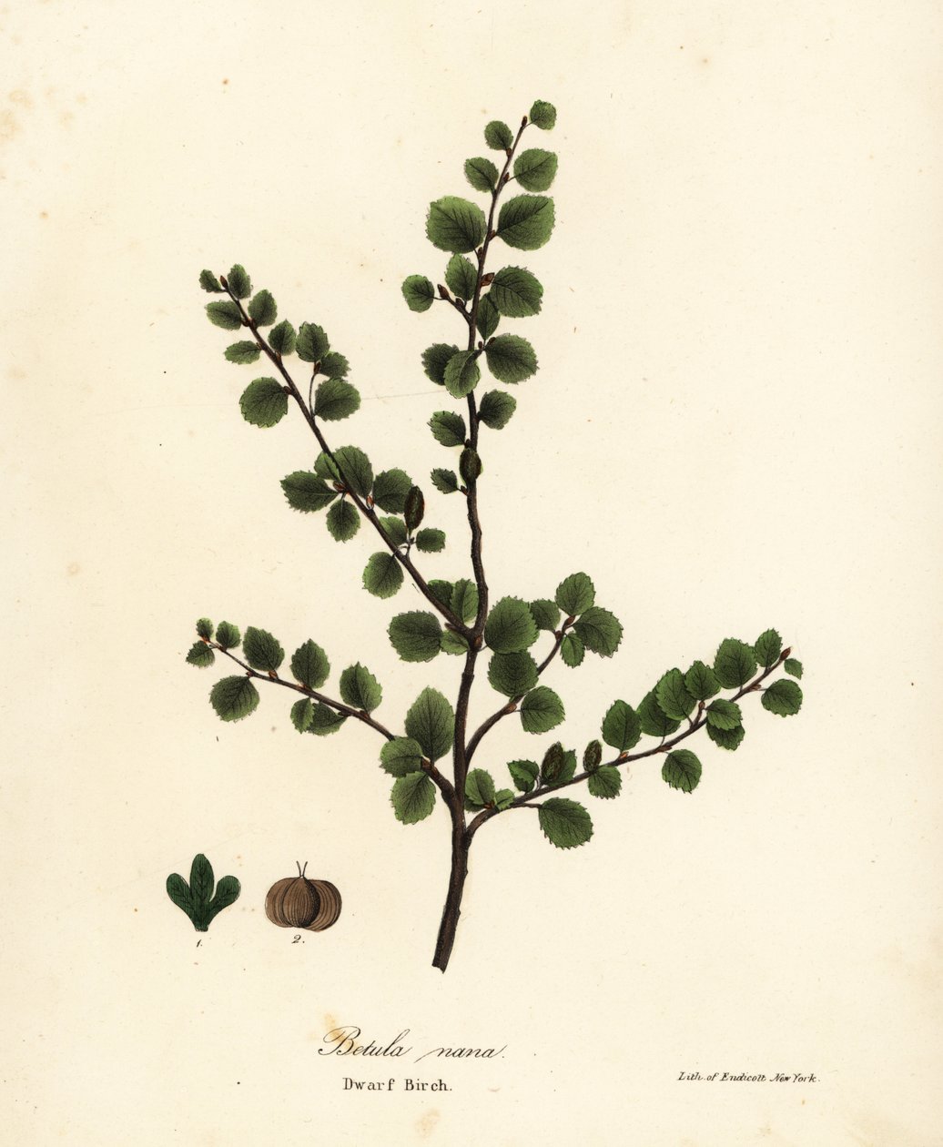 Abedul enano, Betula nana de Endicott Endicott