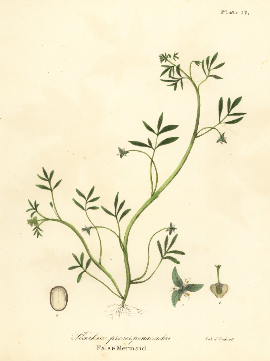 Falsa sirena, Floerkea proserpinacoides de Endicott Endicott