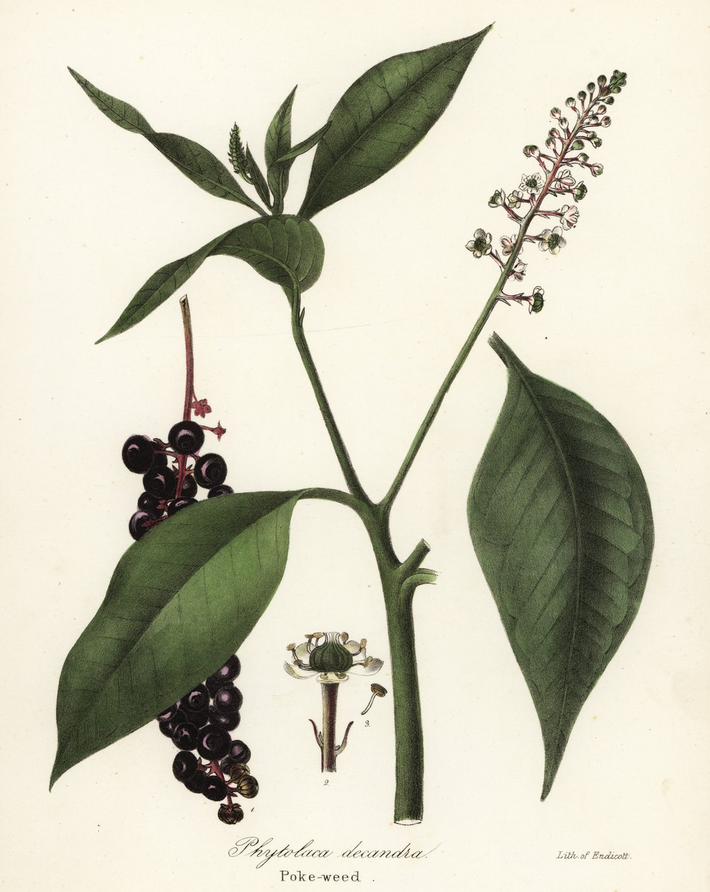Phytolacca americana (Phytolaca decandra) de Endicott Endicott