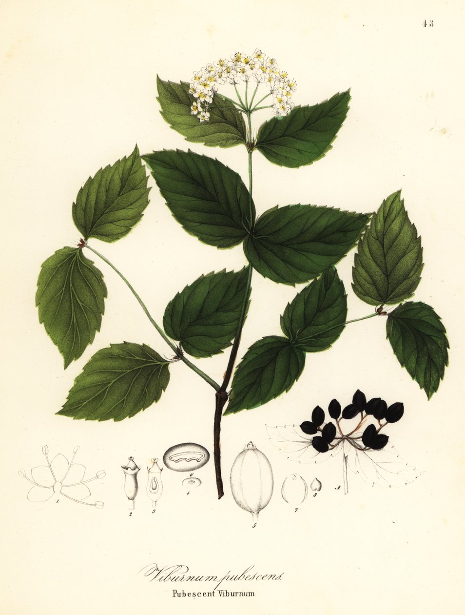 Viburnum pubescente, Viburnum pubescens de Endicott Endicott