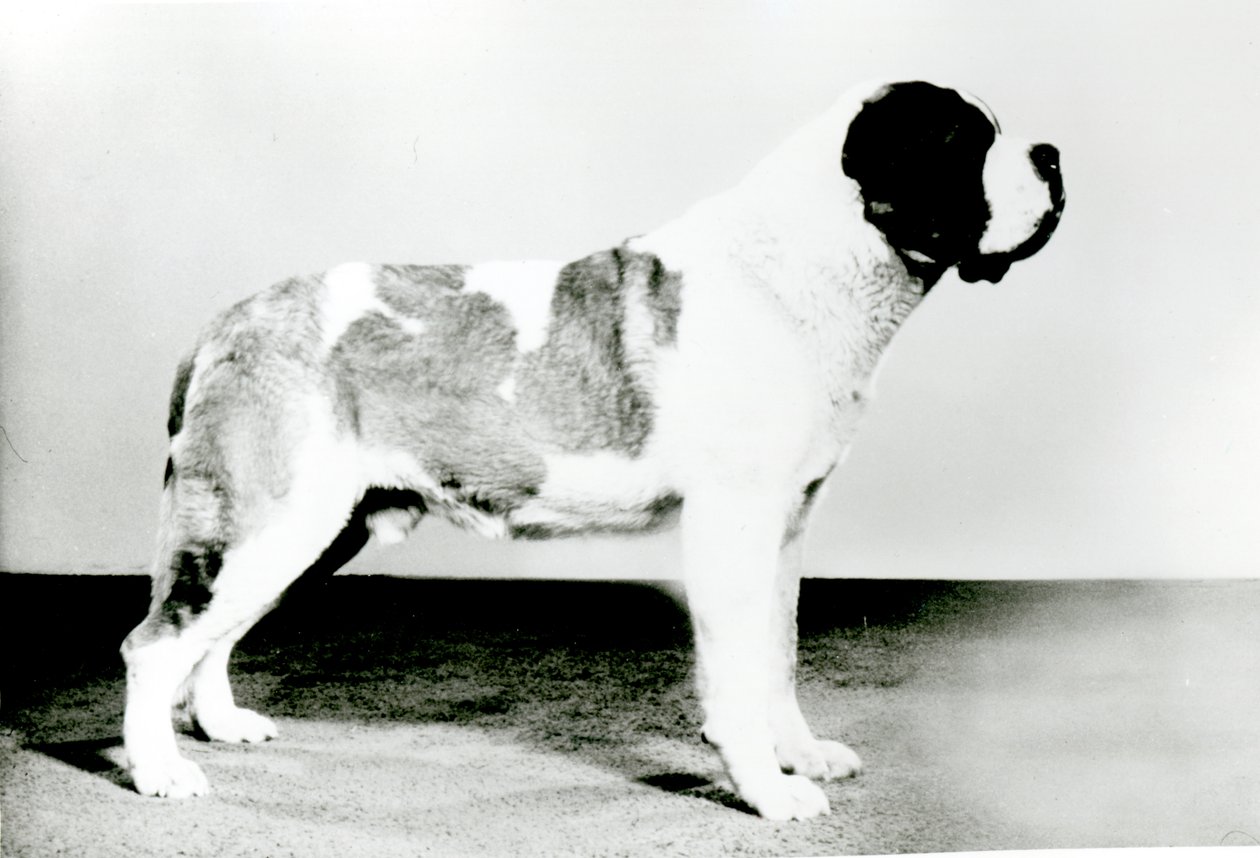 Perro San Bernardo de English Photographer