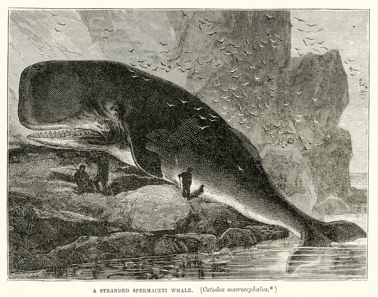 Una ballena espermaceti varada (Catodon Macrocephalus) de English School