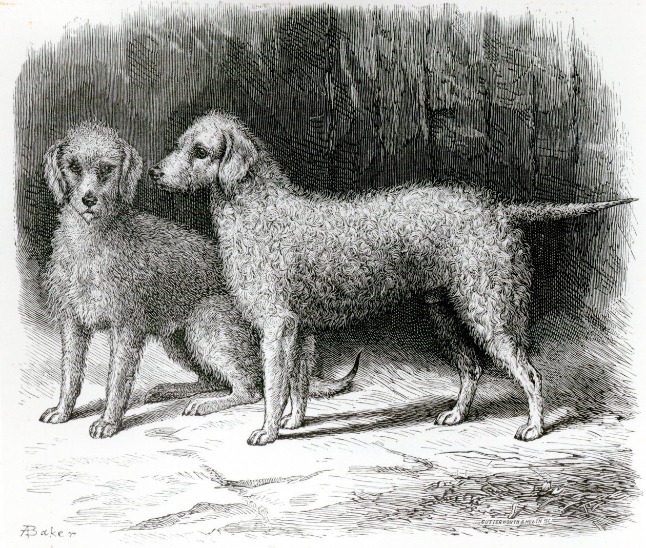 Bedlington Terriers- 