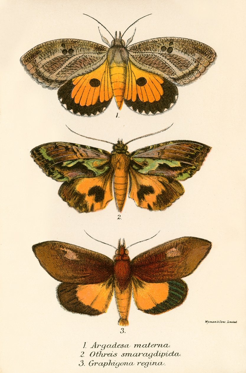 Mariposas de English School