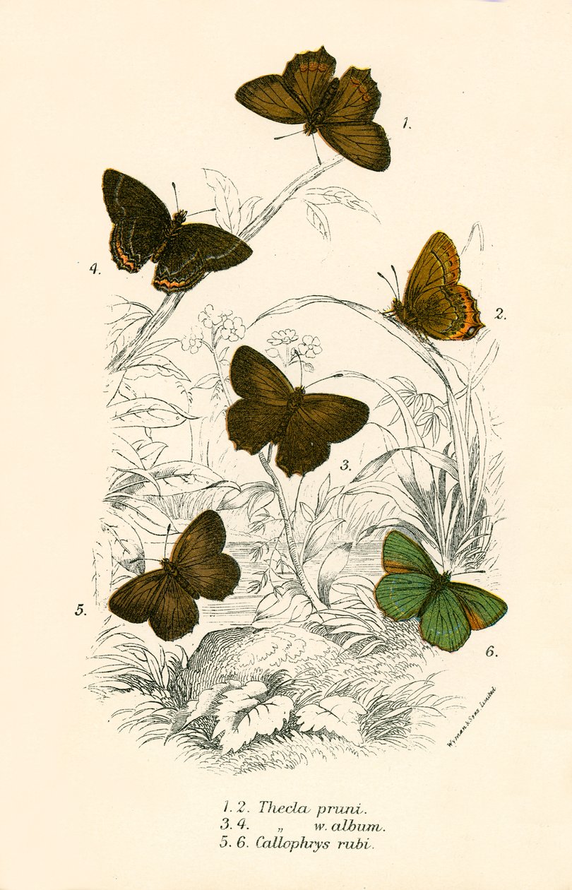 Mariposas de English School