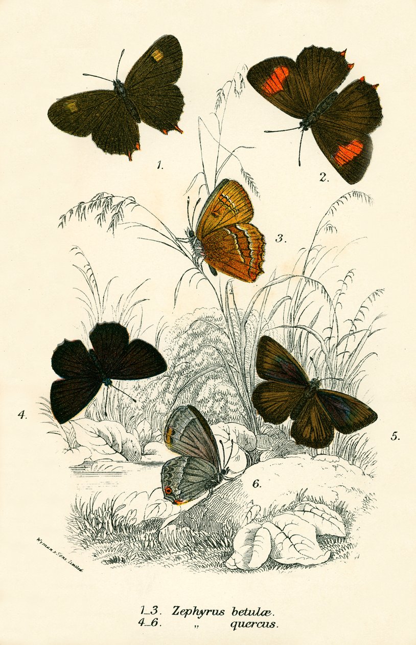 Mariposas de English School