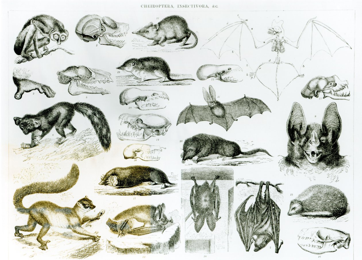 Quirópteros, insectívoros de English School