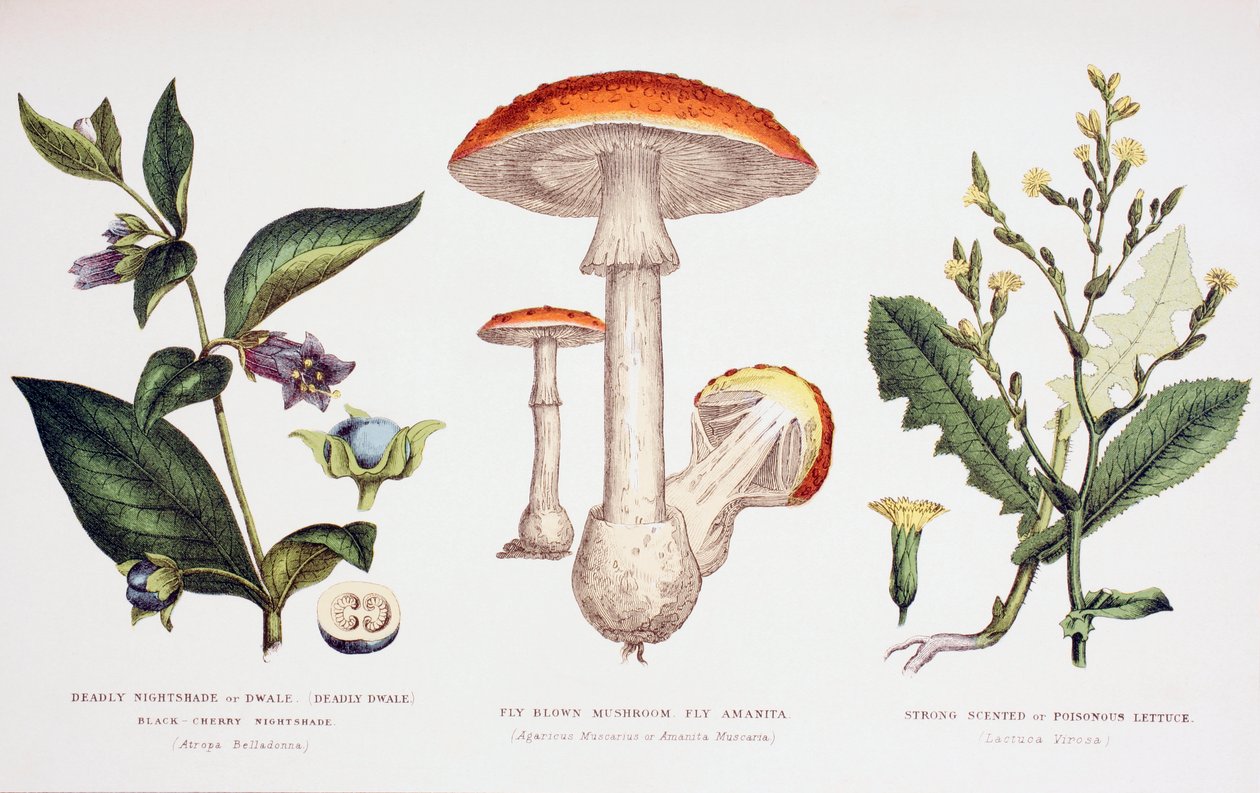 Plantas venenosas comunes, c.1890 de English School