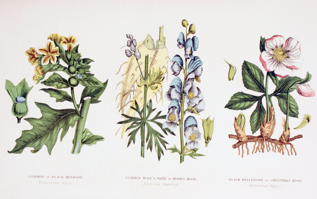 Plantas venenosas comunes, c.1890 de English School