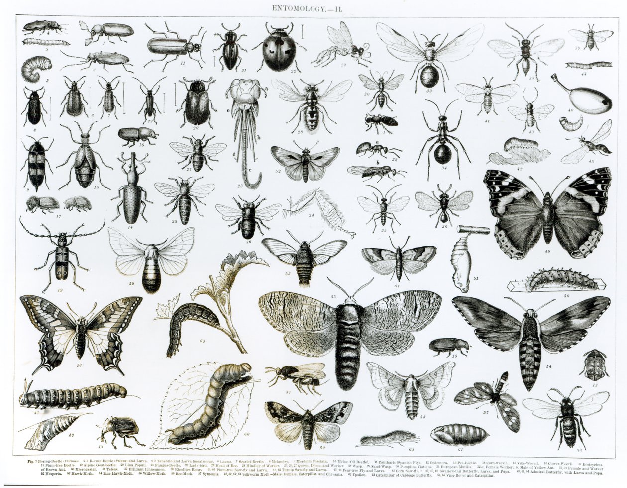 Entomología de English School
