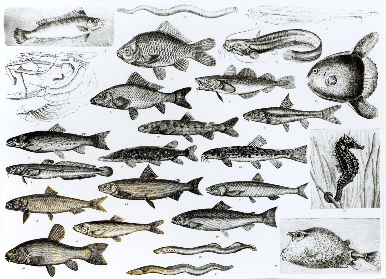 Ictiología, peces óseos, marispos de English School