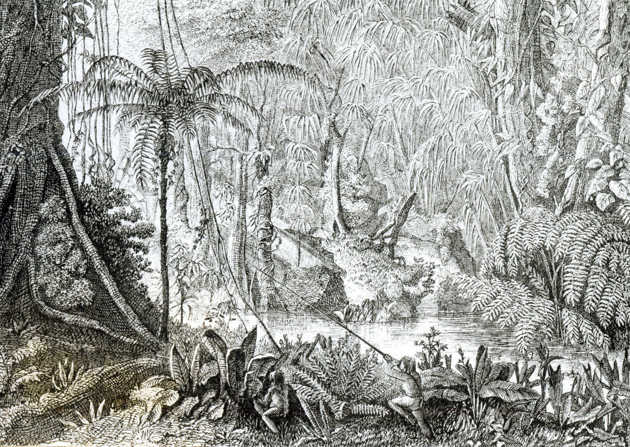 Interior de un bosque primitivo en el Amazonas de English School