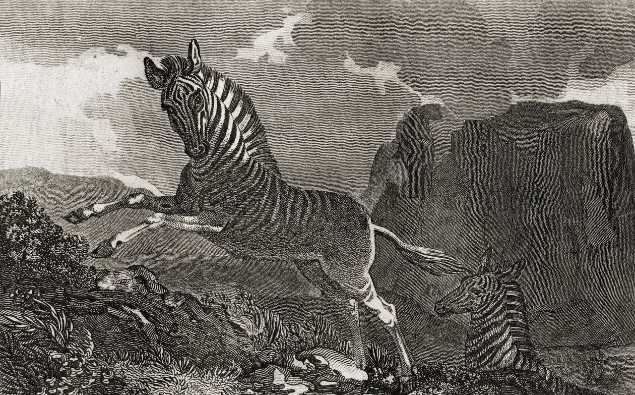 Quagga de English School