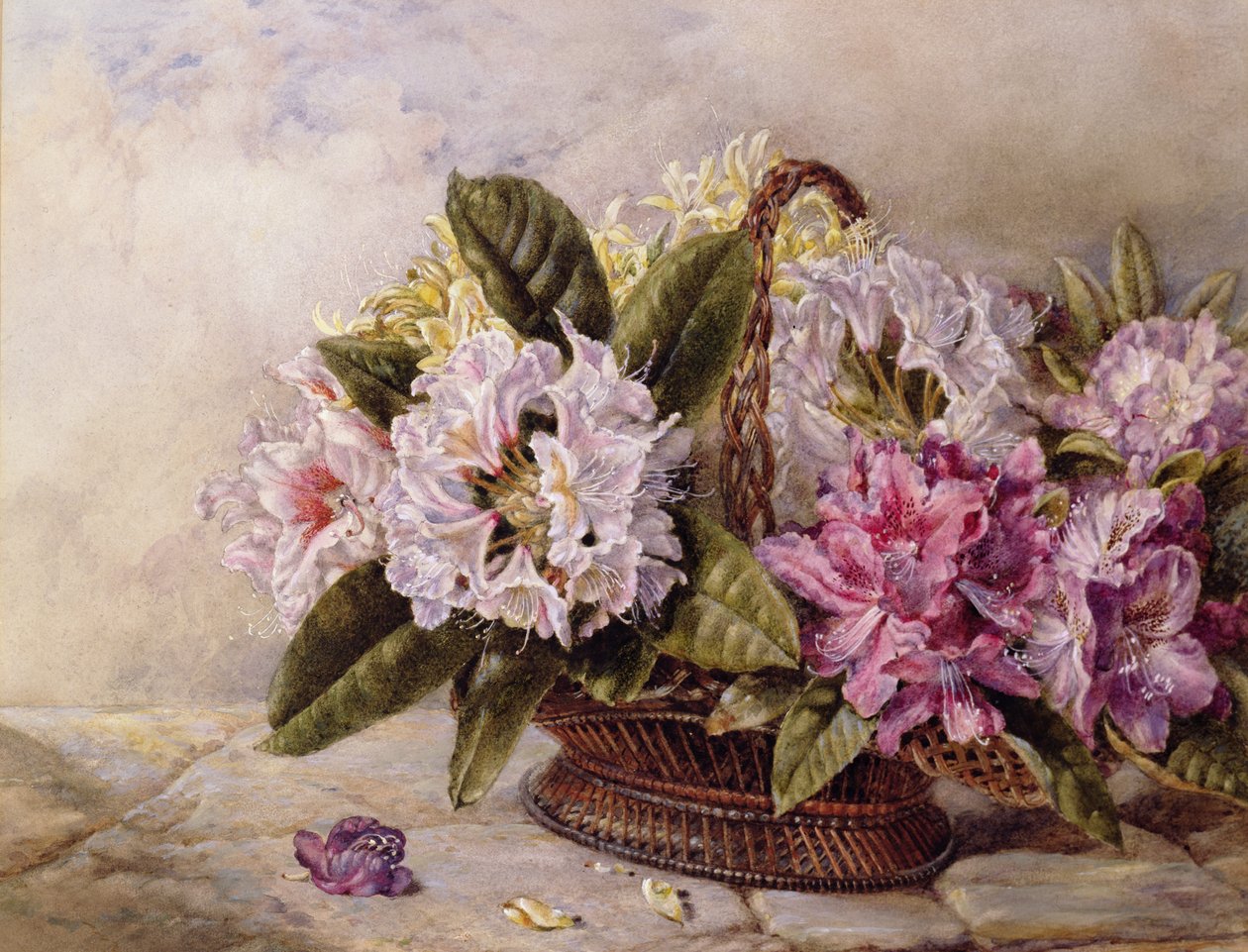 Rhododendrons de English School