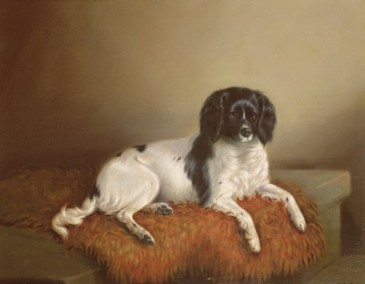 Springer Spaniel de English School
