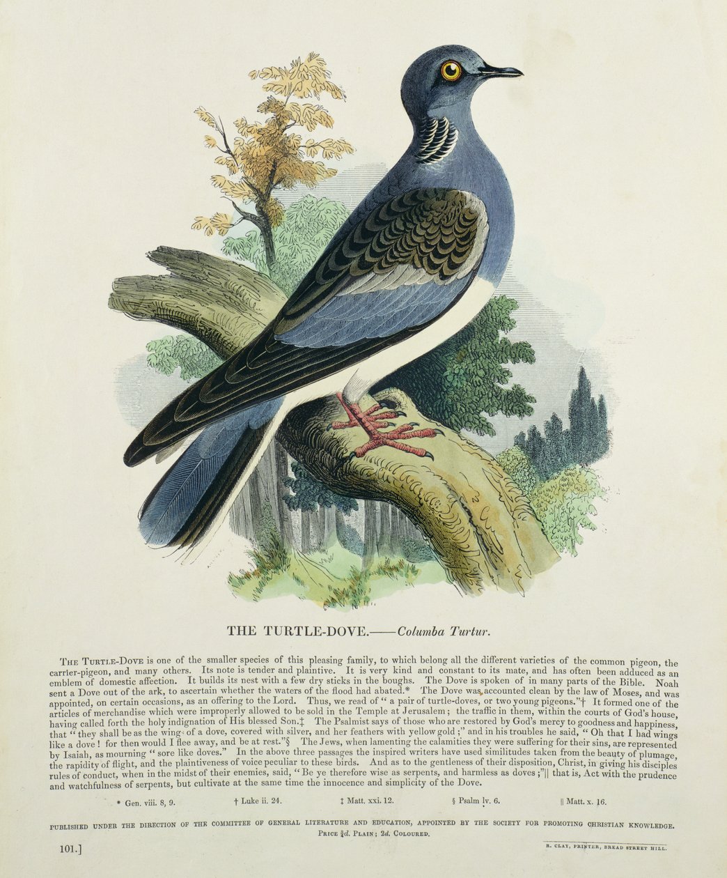 Tórtola (Columba Turur) de English School