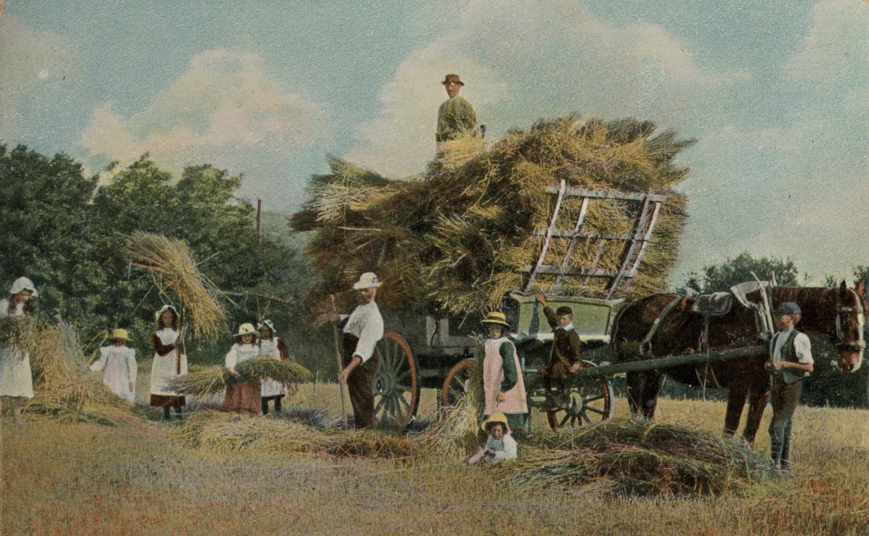 Trabajadores agrícolas cosechando en los campos de English Photographer