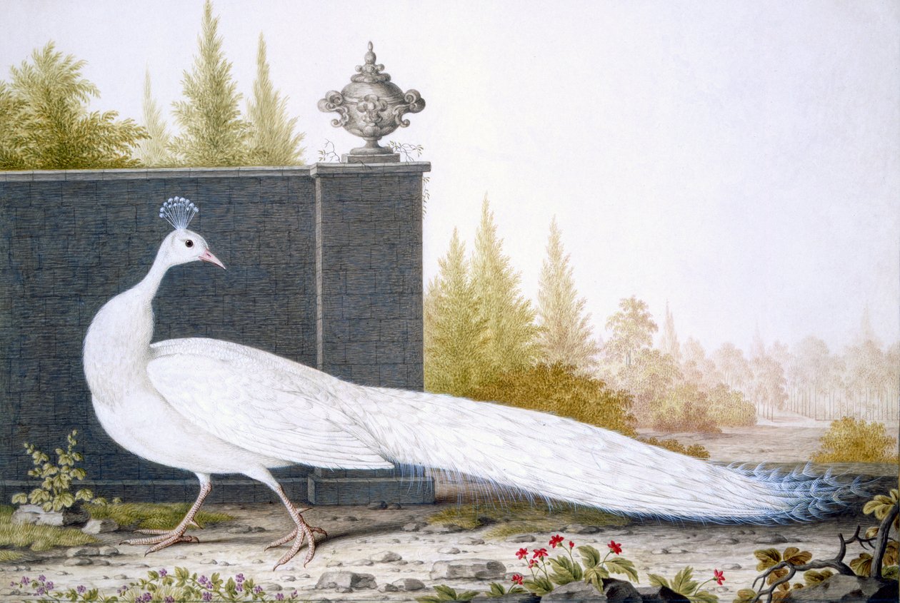 Un pavo real blanco de English School