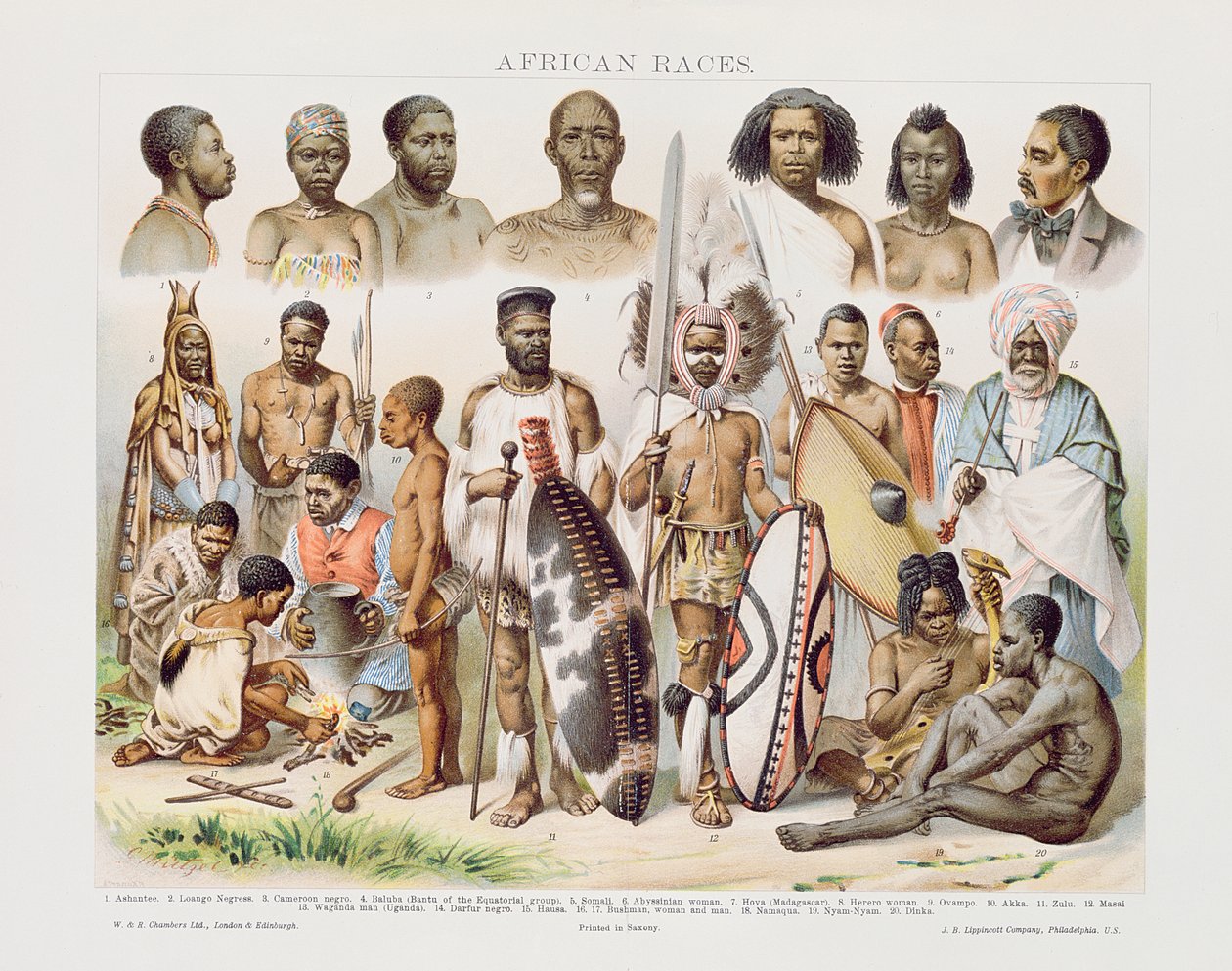 Razas africanas de English School