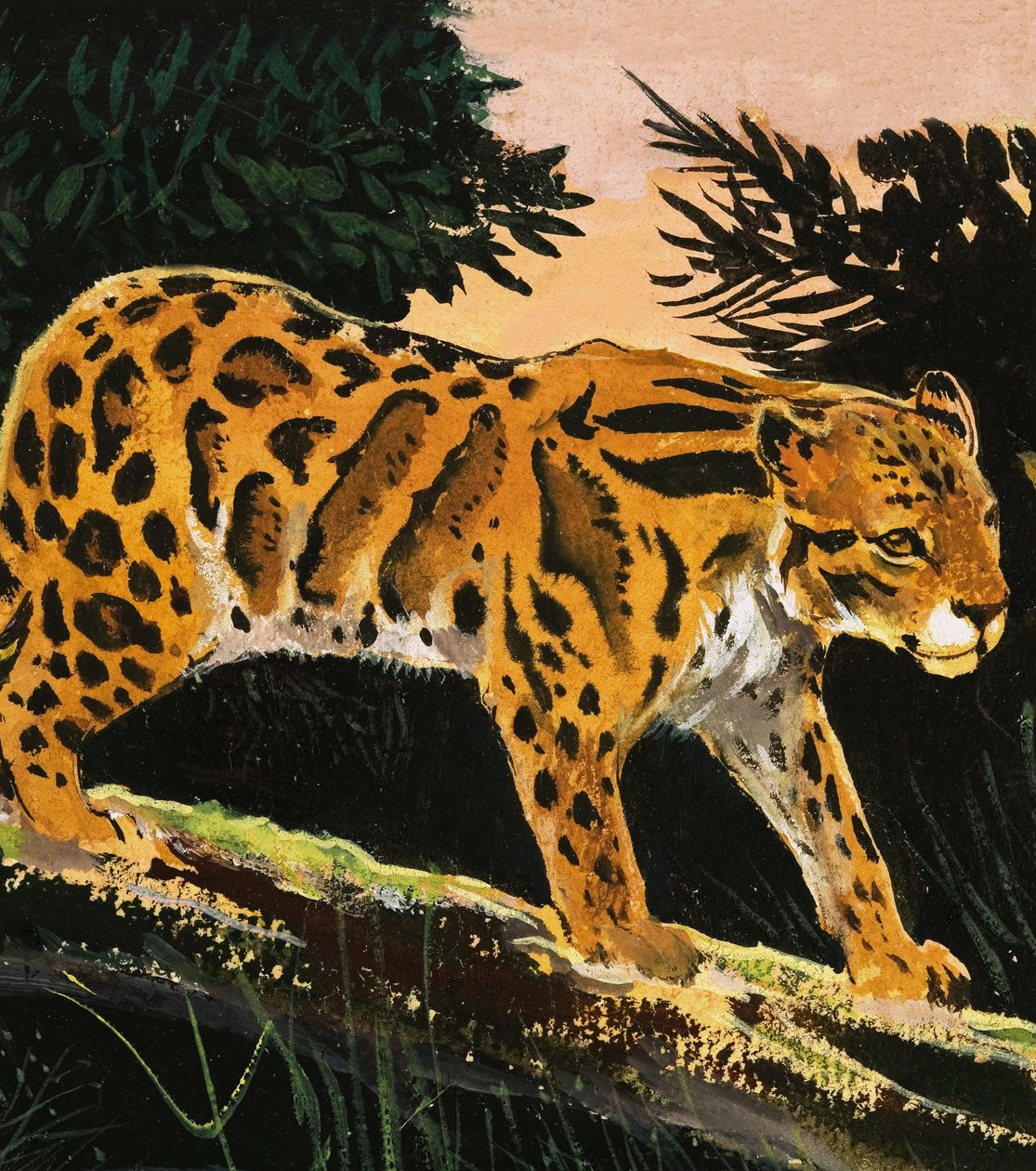 Leopardo nublado de English School