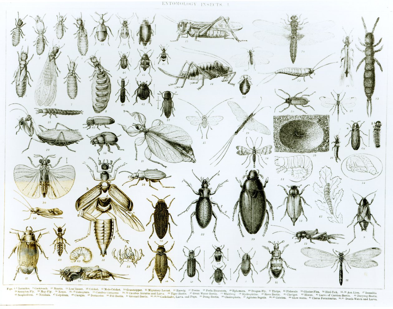 Entomología Insectos (litografía) de English School