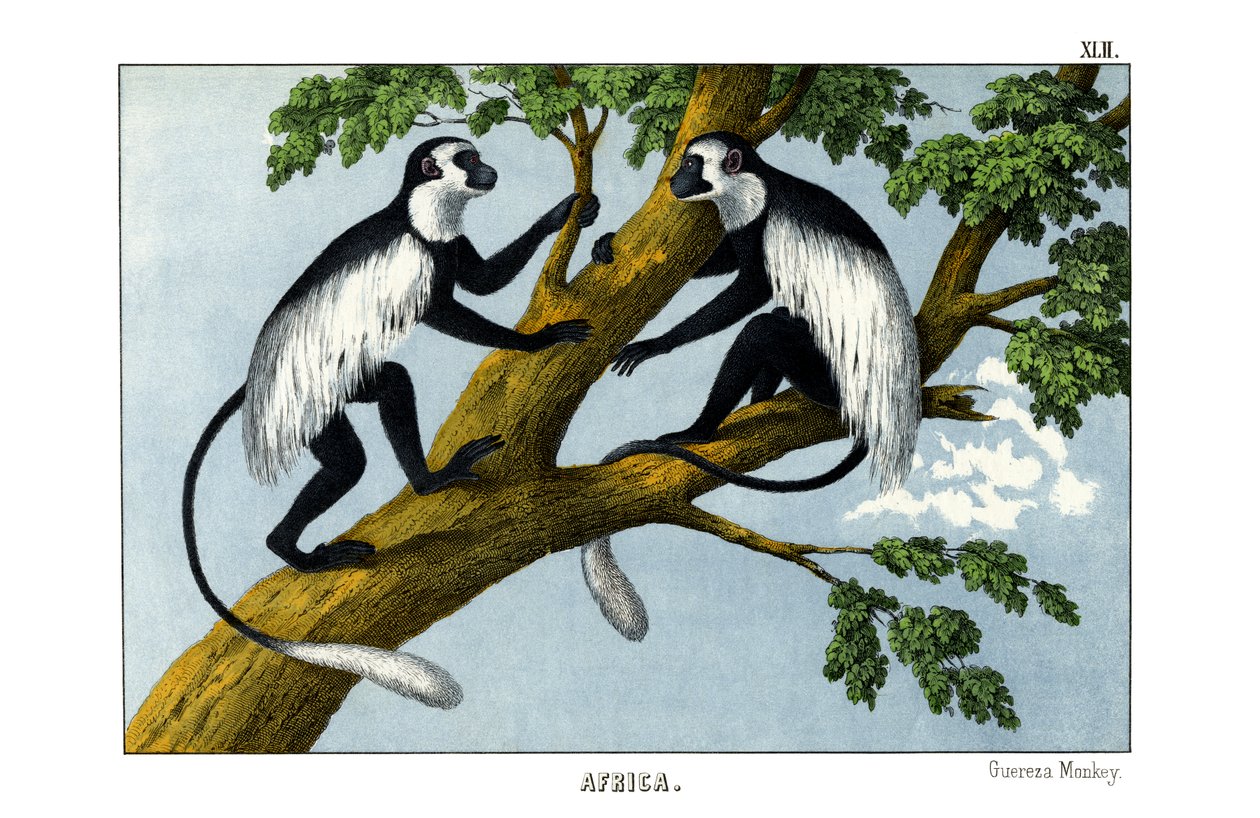 Guereza Monkey de English School