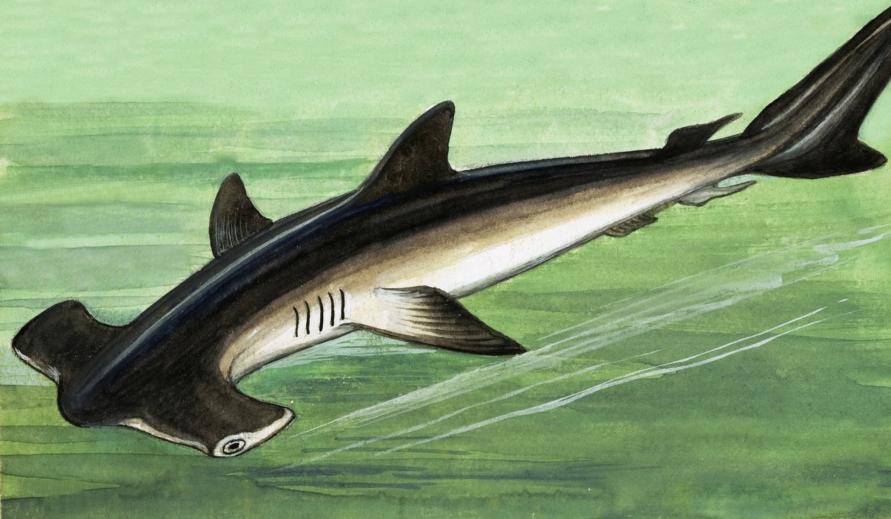 Tiburón martillo de English School